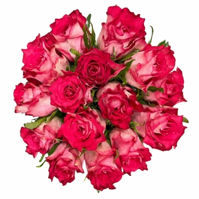 Kytice 15 růžových růží CROSSFIRE 50 cm