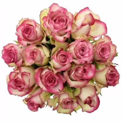 Jednodruhová kytice 15 růžových růží E-VENT 50 cm