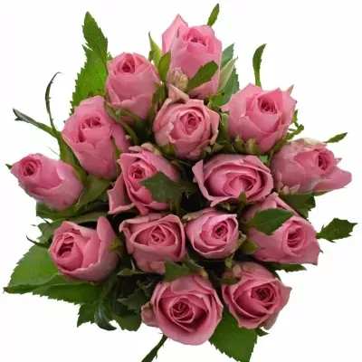 Kytice 15 růžových růží ELIZA 45cm