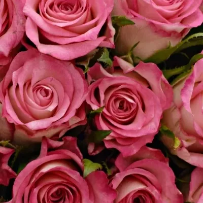 Kytice 15 růžových růží ENSEMBLE 40cm 