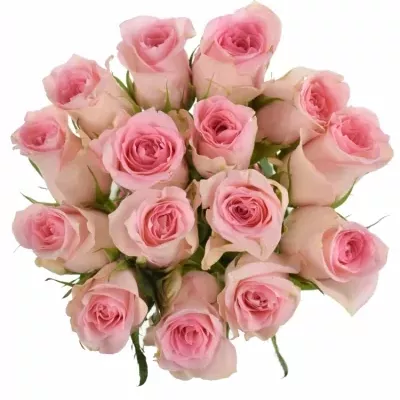 Kytice 15 růžových růží FLAMINGO 50cm