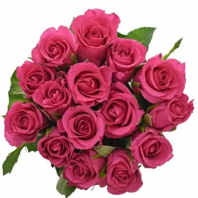 Kytice 15 růžových růží FRISBEE 70cm