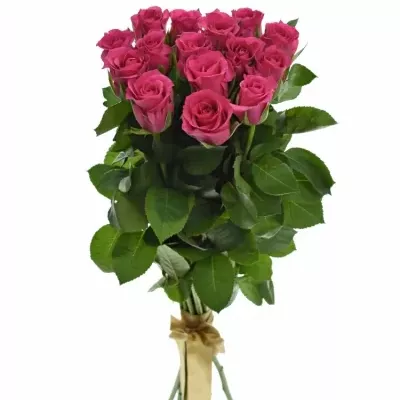 Kytice 15 růžových růží FRISBEE 40cm