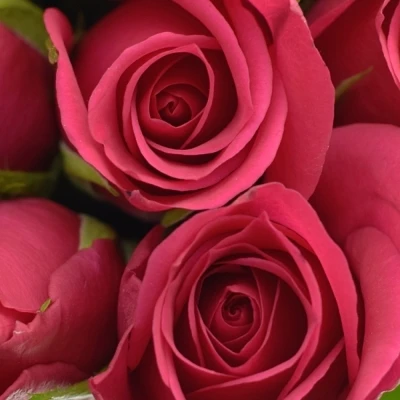 Kytice 15 růžových růží FUCHSIANA