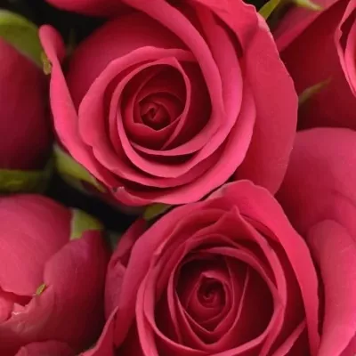 Kytice 15 růžových růží FUCHSIANA 60cm 