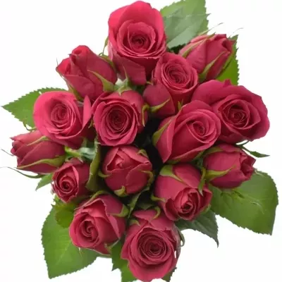 Kytice 15 růžových růží FUCHSIANA