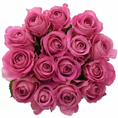 Kytice 15 růžových růží H3O 40cm