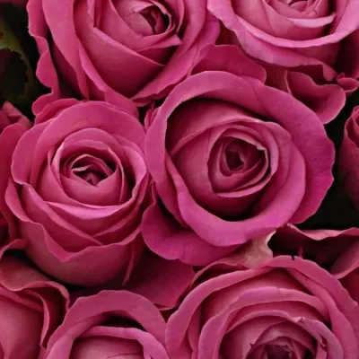 Kytice 15 růžových růží H3O 40cm