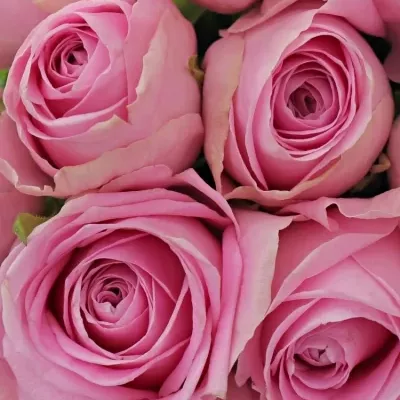 Kytice 15 růžových růží HEIDI!