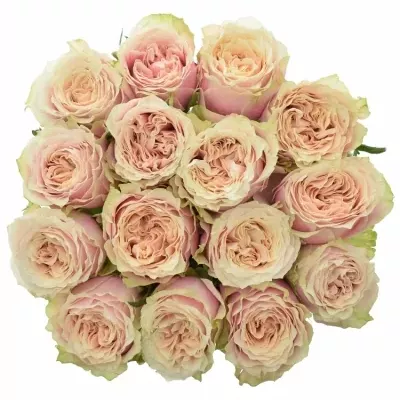 Kytice 15 růžových růží HELEN OF TROY 50cm