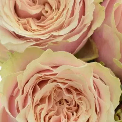 Kytica 15 ružových ruží HELEN OF TROY 90cm