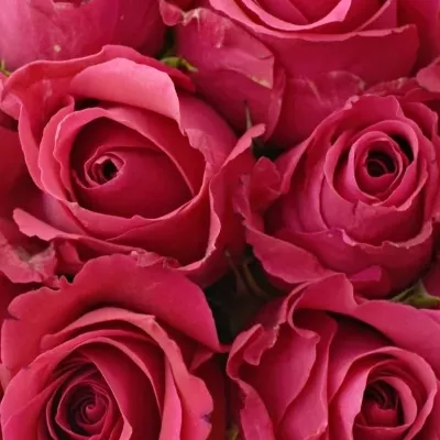 Kytice 15 růžových růží ISADORA 40cm