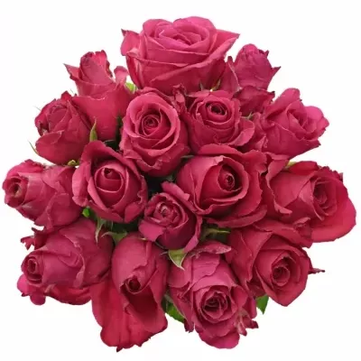 Kytica 15 ružových ruží Isadora 40cm
