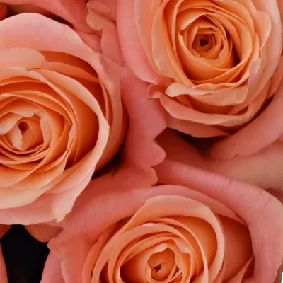 Kytice 15 růžových růží LADY MARGERAT 50cm