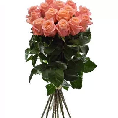 Kytice 15 růžových růží LADY MARGERAT 60cm