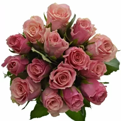 Kytice 15 růžových růží LIGHT PINK TACAZZI+ 80cm