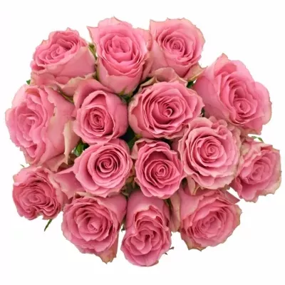 Kytice 15 růžových růží LOVELY RHODOS 80cm