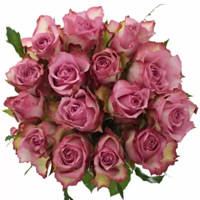 Kytice 15 růžových růží MELINA 50cm 