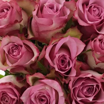 Kytice 15 růžových růží MELINA 40cm 