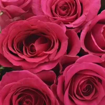Kytice 15 růžových růží MEMORY