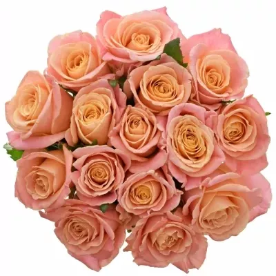 Jednodruhová kytice 15 růžových růží MISS PIGGY 80 cm