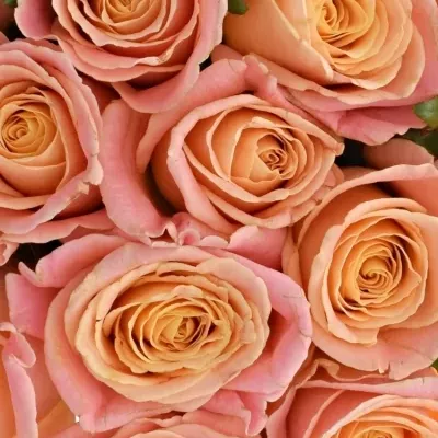 Kytice 15 růžových růží MISS PIGGY