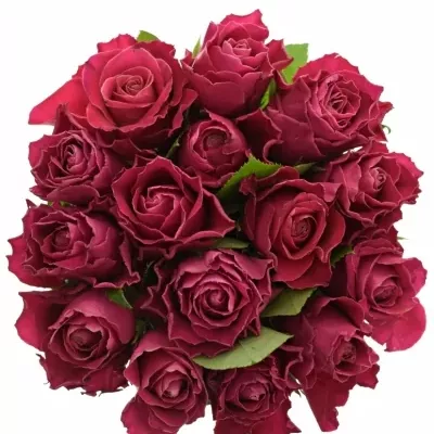 Jednodruhová kytice 15 růžových růží MOVIE STAR 70 cm