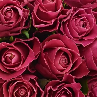 Kytice 15 růžových růží MOVIE STAR 40cm