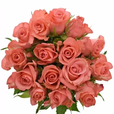 Kytice 15 růžových růží NANCY 50cm