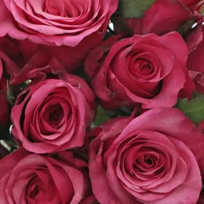 Kytice 15 růžových růží NATURES WILD 35cm