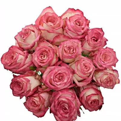 Kytice 15 růžových růží NAVARRA 40cm