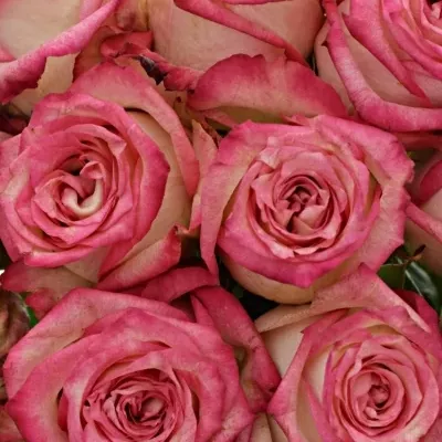 Kytice 15 růžových růží NAVARRA 40cm