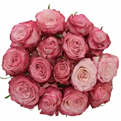 Jednodruhová kytice 15 růžových růží NO LIMIT 50 cm