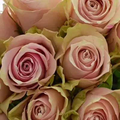 Kytice 15 růžových růží PINK ATHENA 40cm