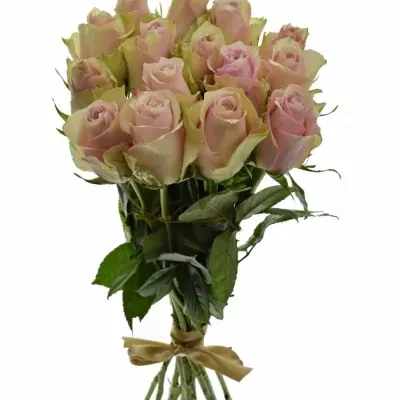 Kytice 15 růžových růží PINK ATHENA 40cm