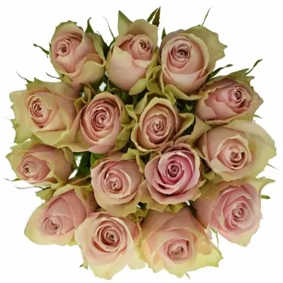 Jednodruhová kytice 15 růžových růží PINK ATHENA 40 cm