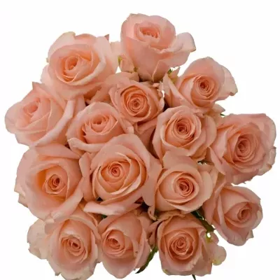 Kytica 15 ružových ruží PINK PANASH 40cm