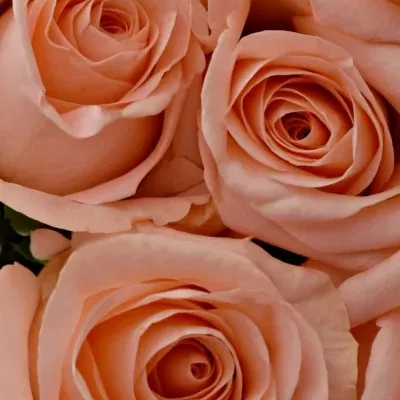 Kytice 15 růžových růží PINK PANASH 50cm