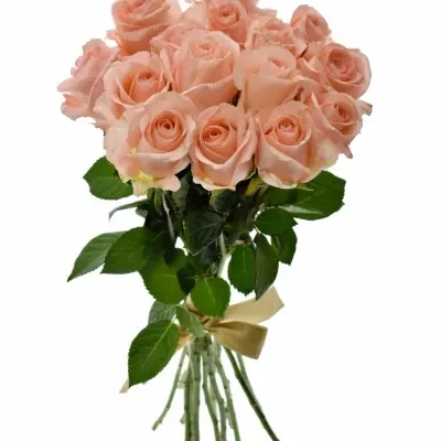 Kytice 15 růžových růží PINK PANASH 50cm