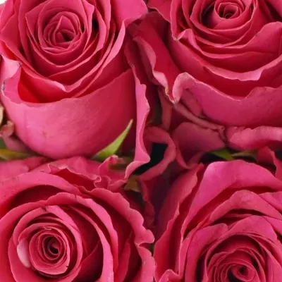 Kytice 15 růžových růží Pink Rhodos 40cm