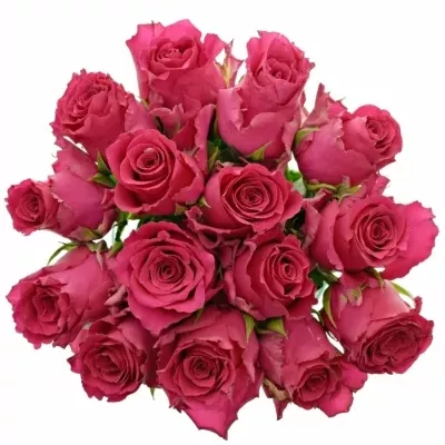 Kytice 15 růžových růží Pink Rhodos 50cm