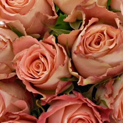 Kytice 15 růžových růží PINK SILK 40cm