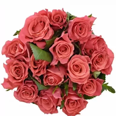 Kytice 15 růžových růží PINK TACAZZI 35cm
