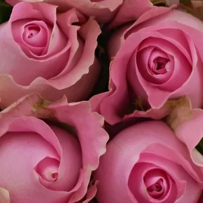 Kytice 15 růžových růží REVIVAL 60cm
