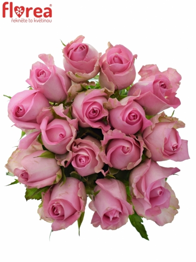 Kytice 15 růžových růží REVIVAL 50cm