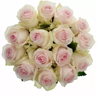 Jednodruhová kytice 15 růžových růží REVIVAL SWEET 60 cm