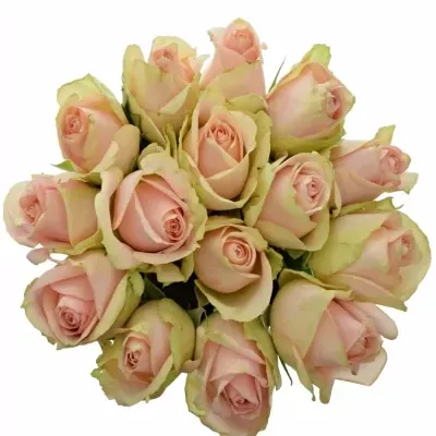 Kytice 15 růžových růží ROYAL PINK 50cm