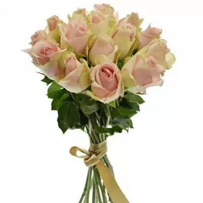 Kytice 15 růžových růží ROYAL PINK 40cm