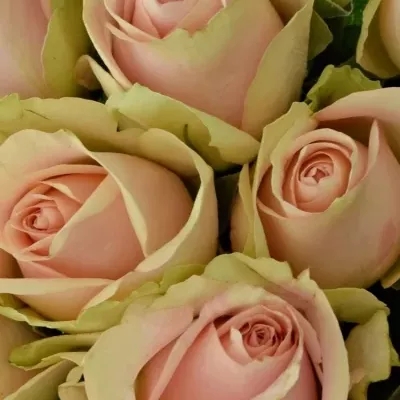 Kytice 15 růžových růží ROYAL PINK 40cm
