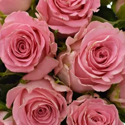 Kytice 15 růžových růží SEDUCTIVE@ 50 cm